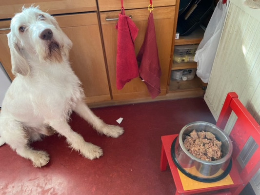 Seppi Spinone Italiano Seppi vor Napf